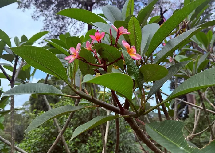 Edem Cafe Alojamento de Acomodação e Pequeno-almoço